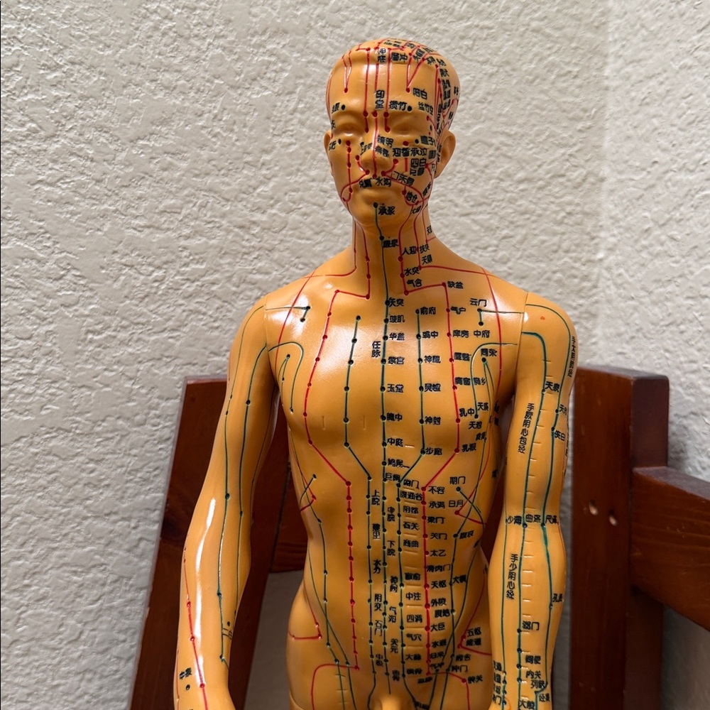 Human Body Acupuncture Male Mode…